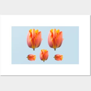 tulips Posters and Art